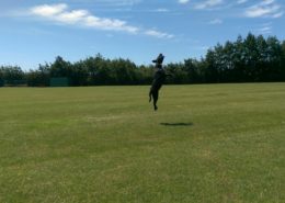 a black dog catching a tennis ball in the field