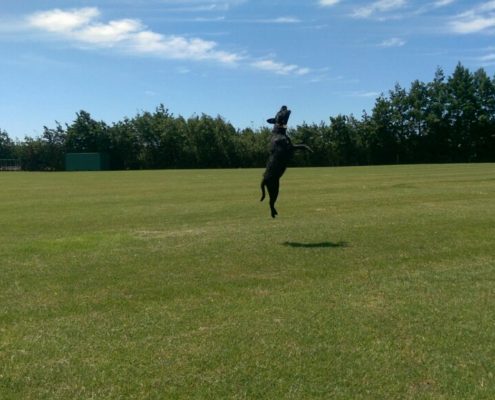 a black dog catching a tennis ball in the field