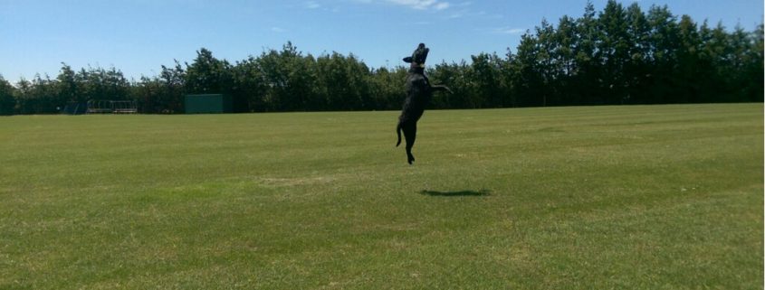 a black dog catching a tennis ball in the field